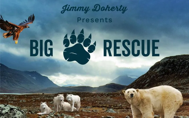 Big Bear rescue