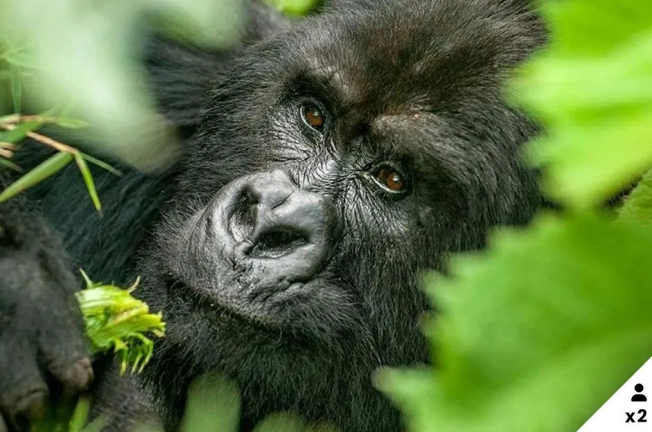 4 night Gorilla trekking experience in Uganda for 2 people