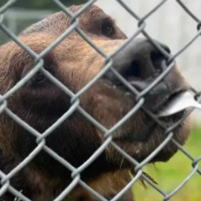 Help us save brown bear Diego