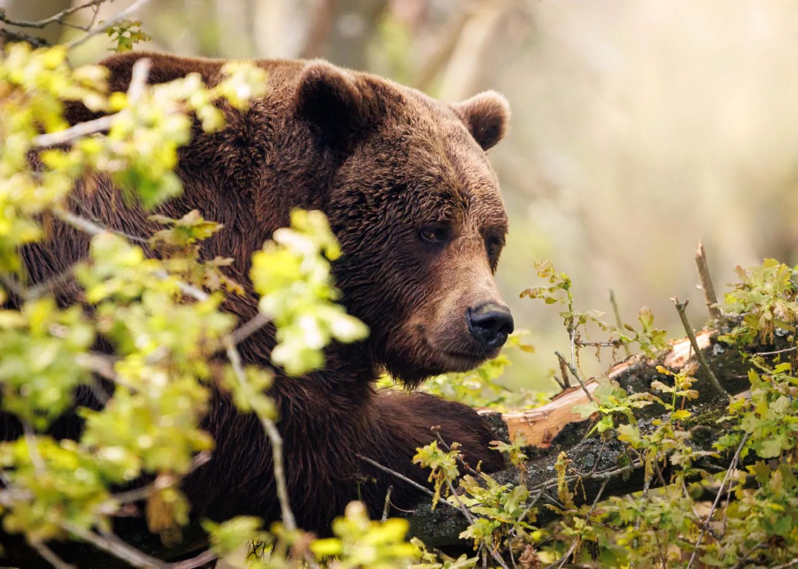Diego the bear