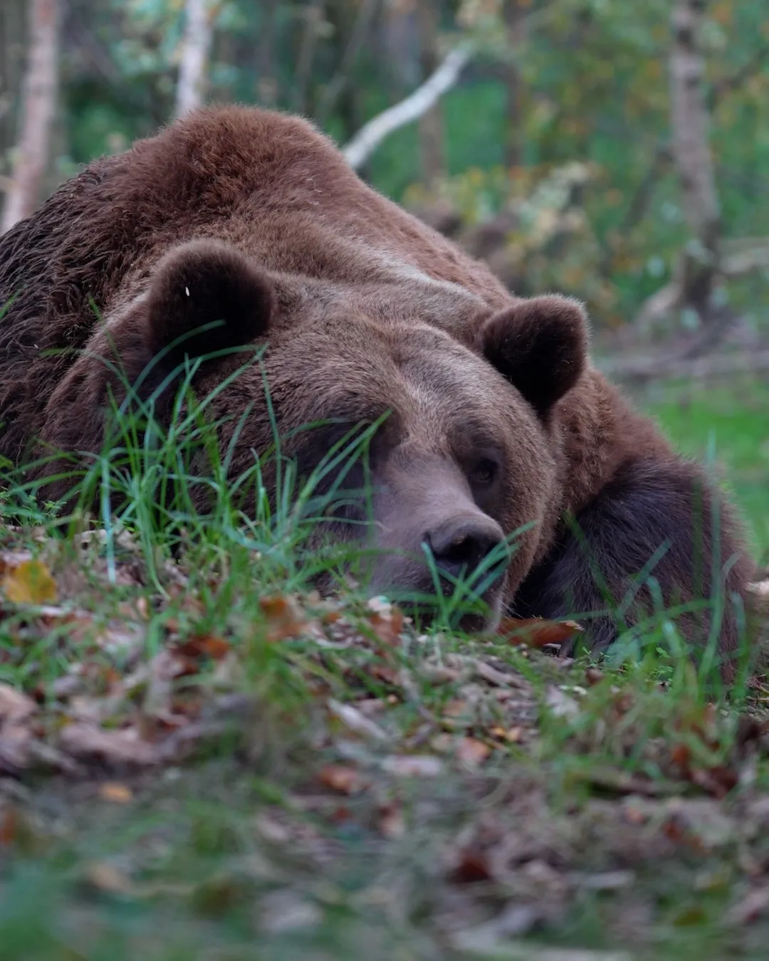 Diego, a sleepy bear
