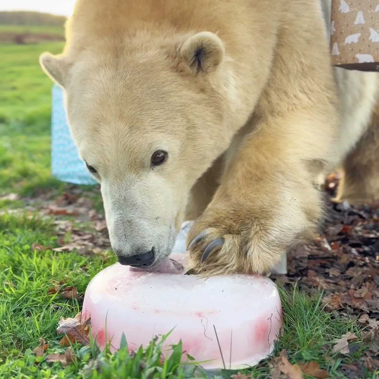 Happy 20th Birthday Ewa!