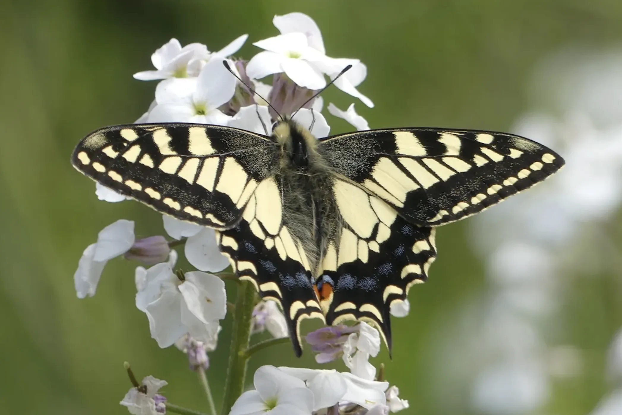 British Swallowtail Butterfly Save the British Swallowtail