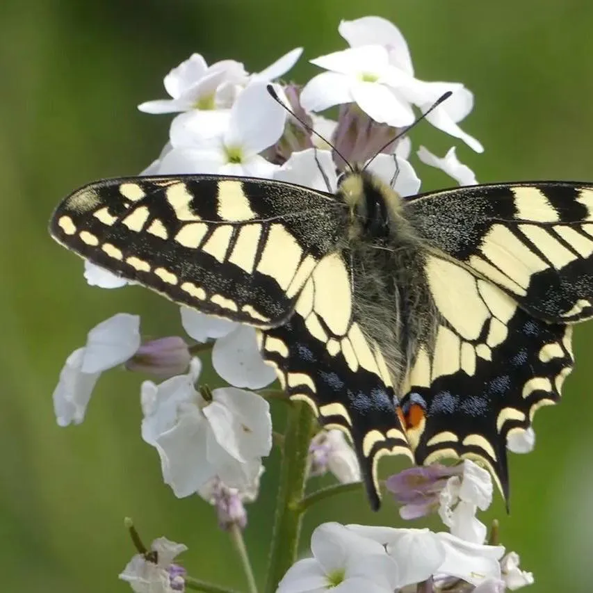 Project Aims to ‘Freeze’ Decline of Iconic Butterfly