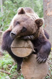 Bear Again in Romania