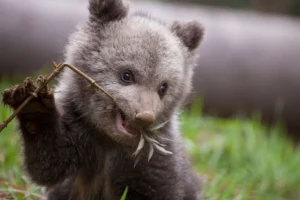 Bear cub holding branch with dirty paws showing tiny teeth and smiling