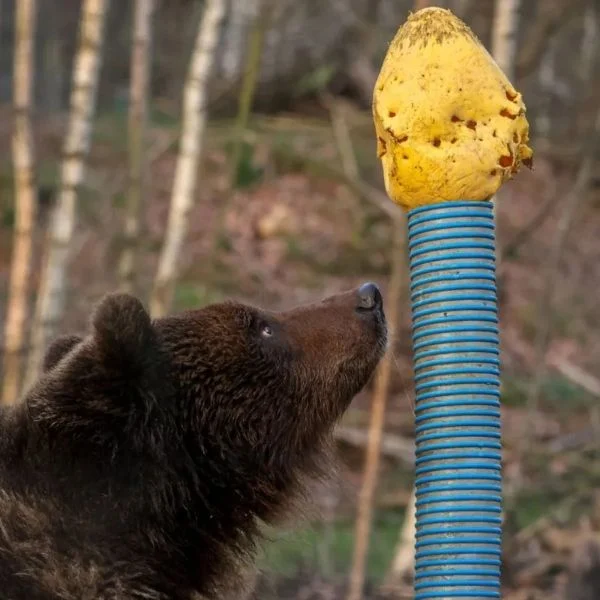 Rescued brown bear, Diego Rescued brown bear, Diego