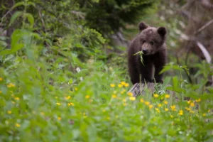 Hungry bear cub with plant in mouth in green meadow looking at camera standing on tree stub