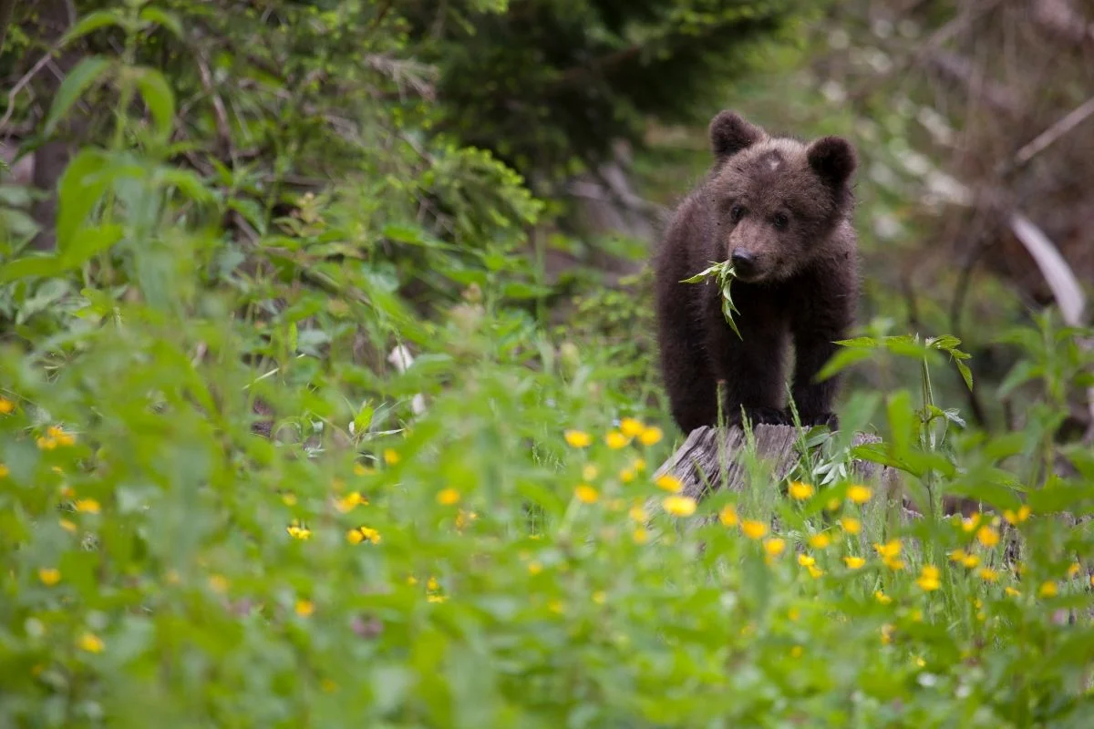 Hungry bear cub with plant in mouth in green meadow looking at camera standing on tree stub Support Bear Again