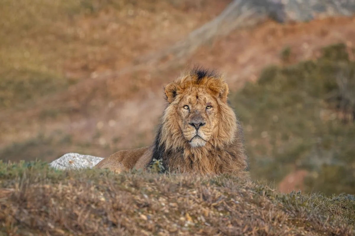 Asiatic Lion Donate to Space for the Wild