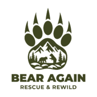 Bear Again Logo