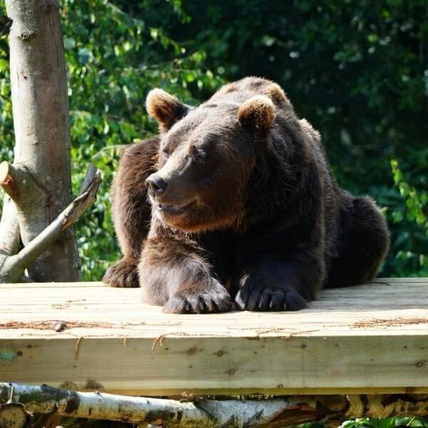 Rescued brown bear, Diego Rescued brown bear, Diego