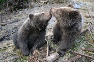 Bear Again in Romania