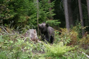 Bear Again in Romania