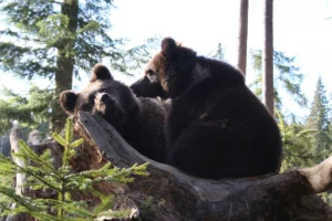 Bear Again in Romania