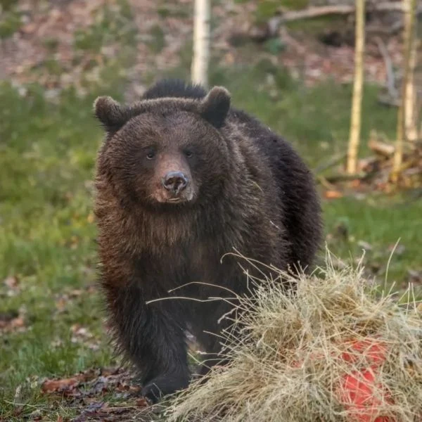 Rescued brown bear, Diego Rescued brown bear, Diego