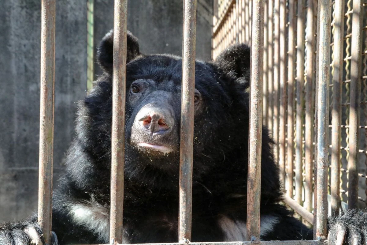 Bears Behind Bars Help Rescue the Bears