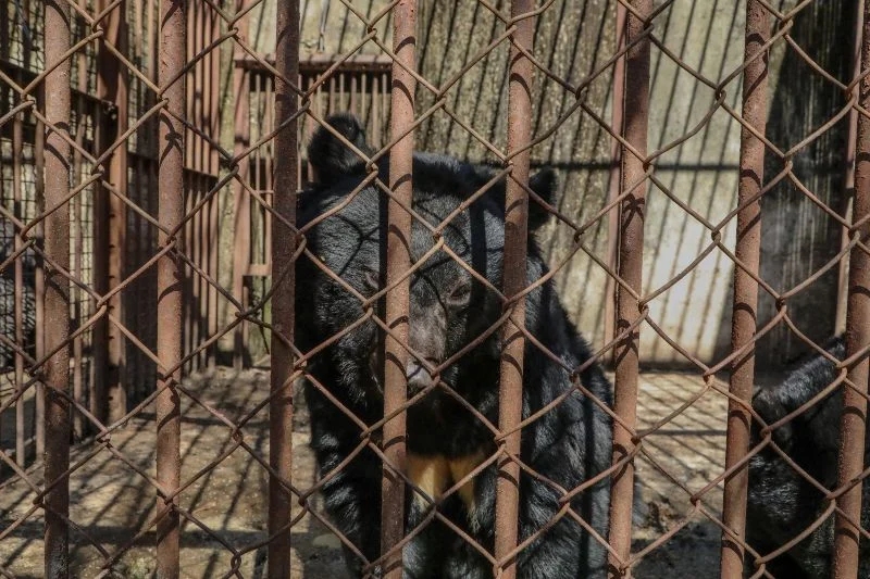 Meet Yong-gi, The Moon Bear