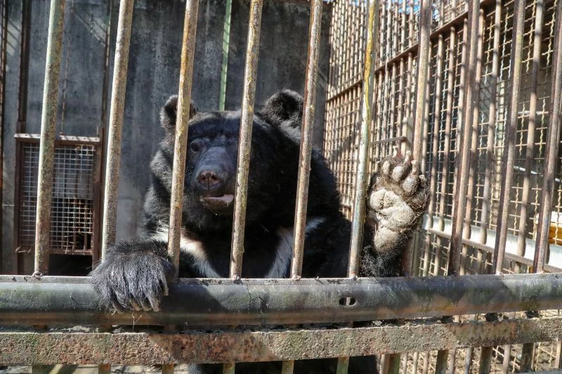 Bara the Moon Bear Bara the Moon Bear