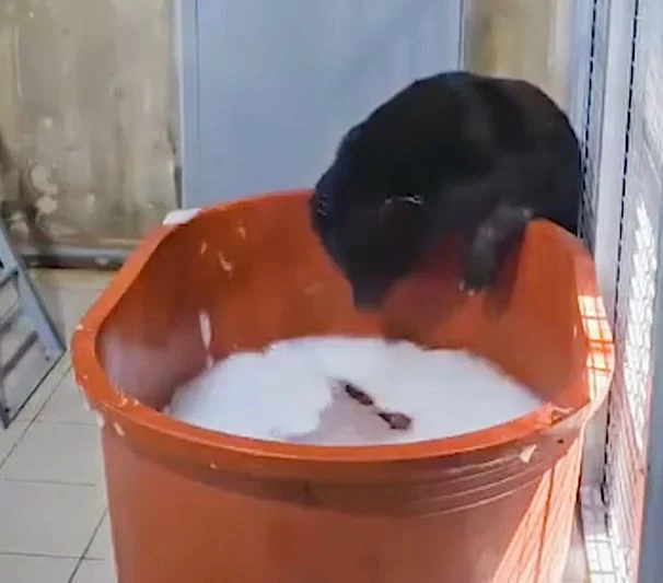Meet Bara, The Moon Bear