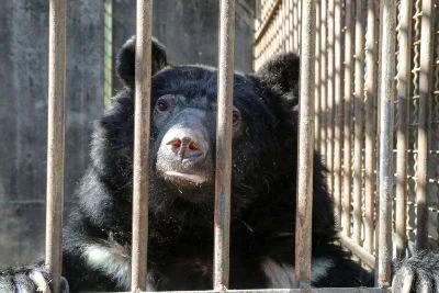 Rescued Moon Bears Update