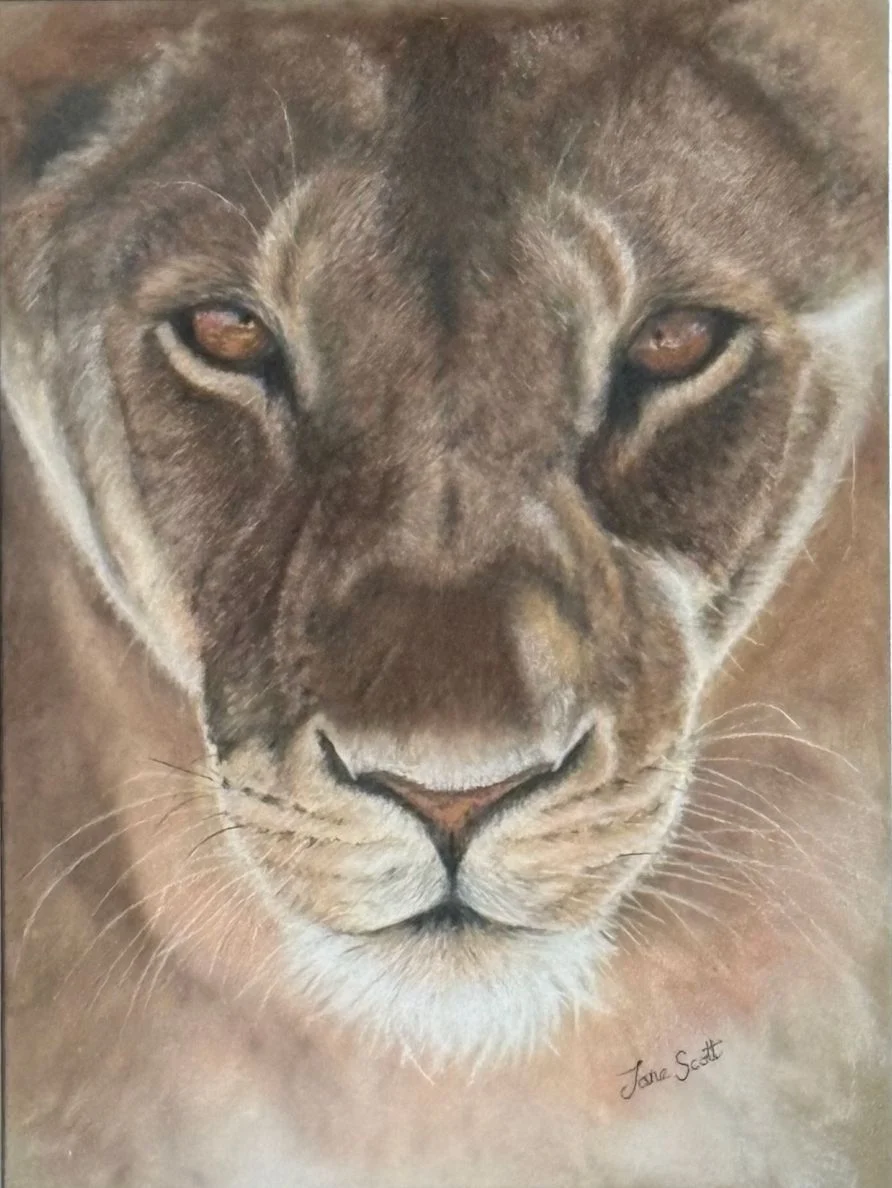 Mesmirising Stare of a Lioness