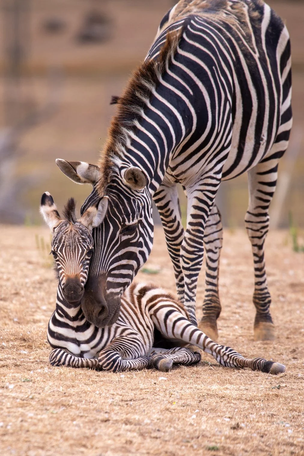 Baby Beau the Zebra